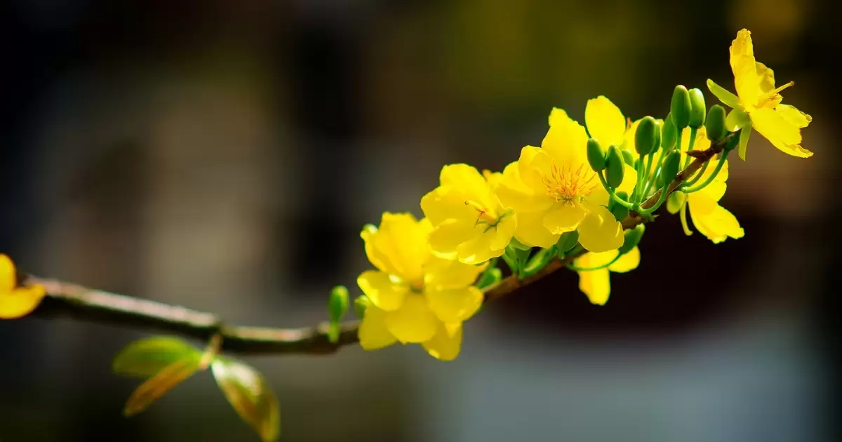 Tháng 11 bón phân gà cho mai vàng