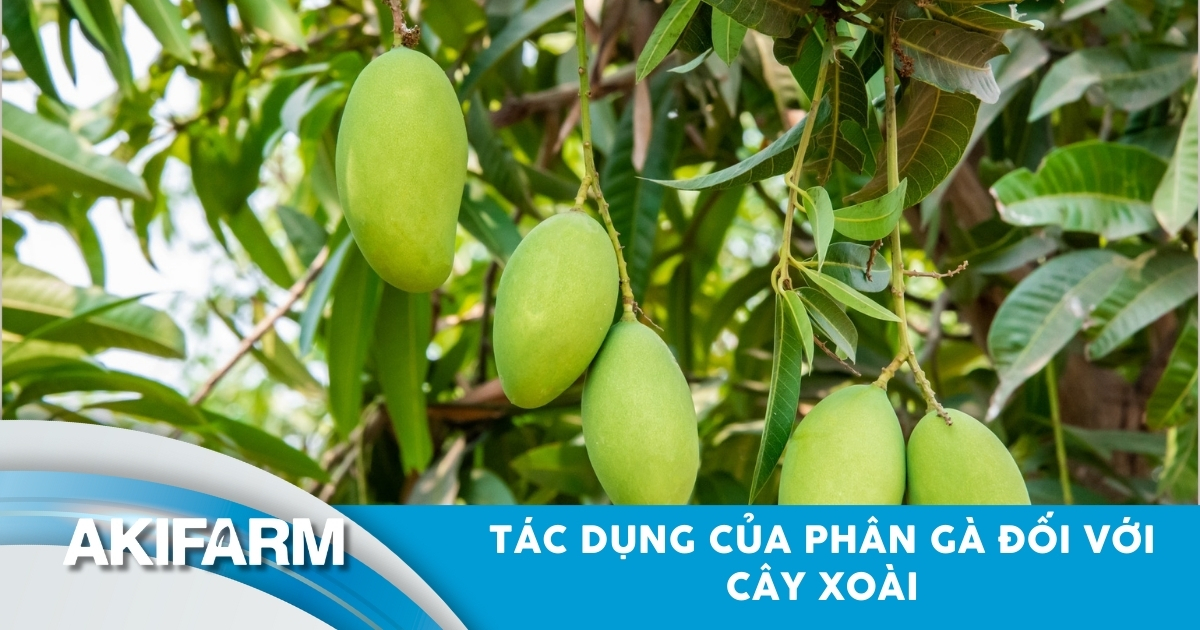 Tác dụng của phân gà đối với cây xoài