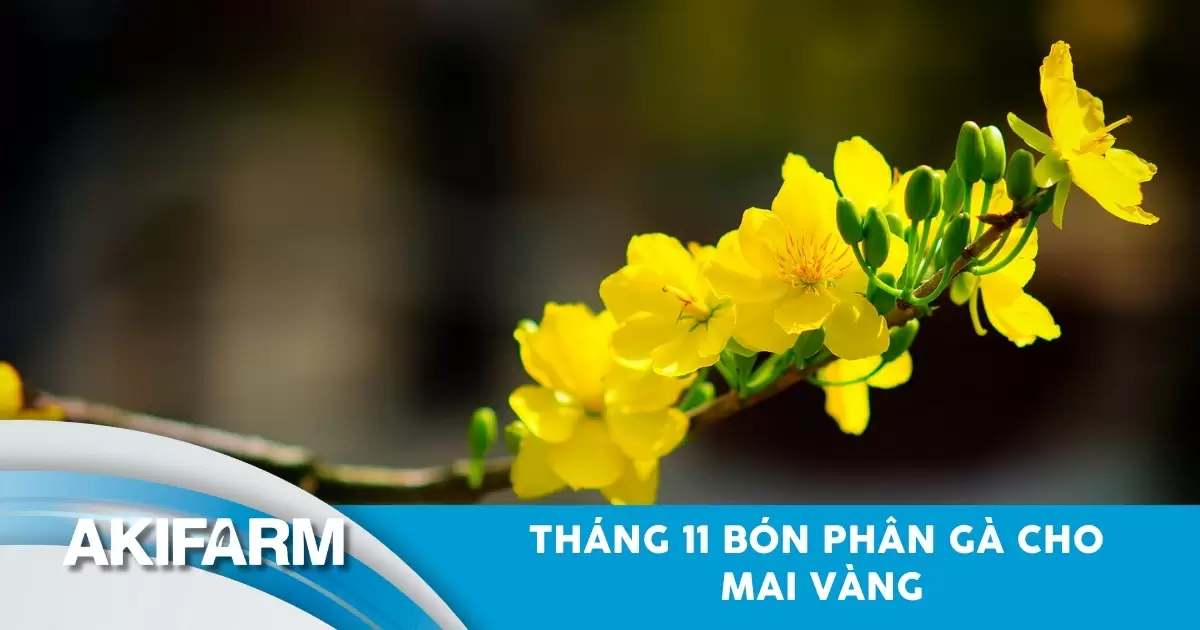 Tháng 11 bón phân gà cho mai vàng