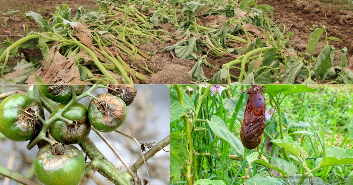 Rủi ro và hạn chế khi dùng phân gà tươi