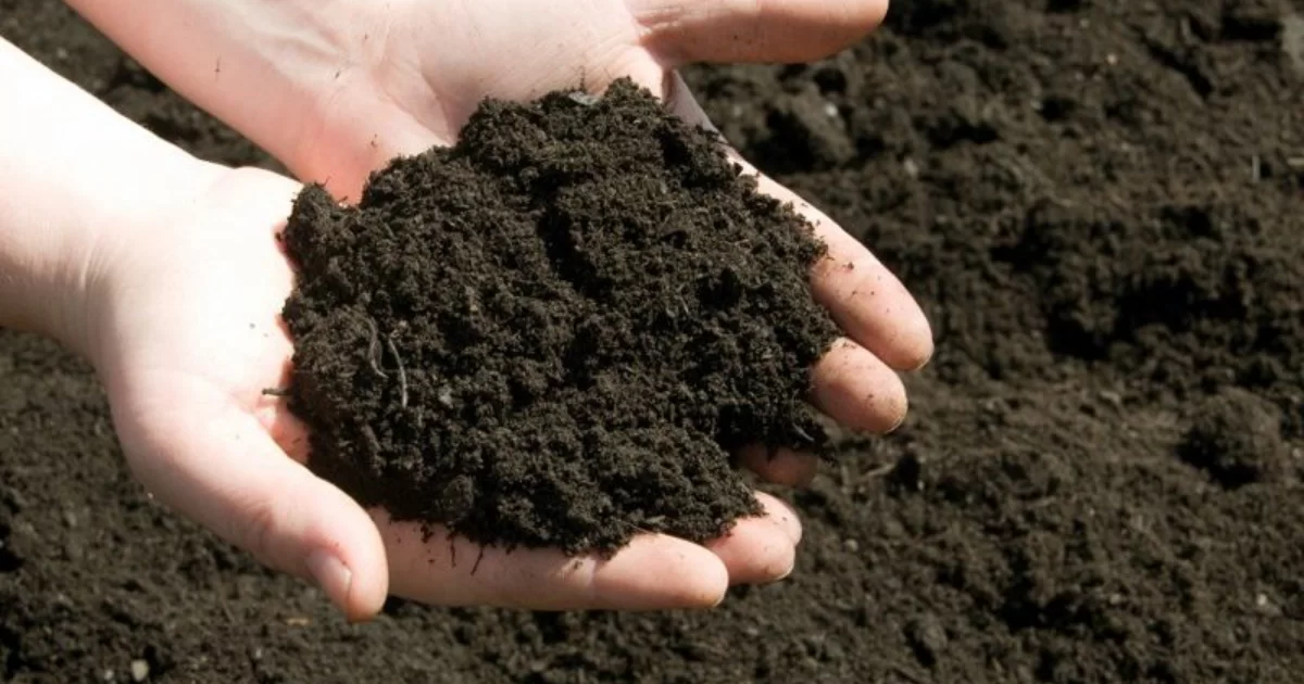 Phân gà ủ men vi sinh là phân gà tươi được xử lý bằng chế phẩm vi sinh như EM, Trichoderma
