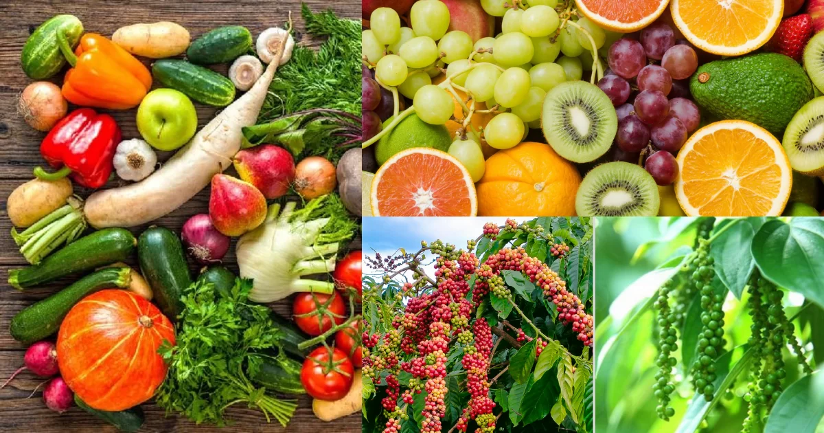 Dùng phân gà bón phân cho rau, cây ăn trái, cây công nghiệp