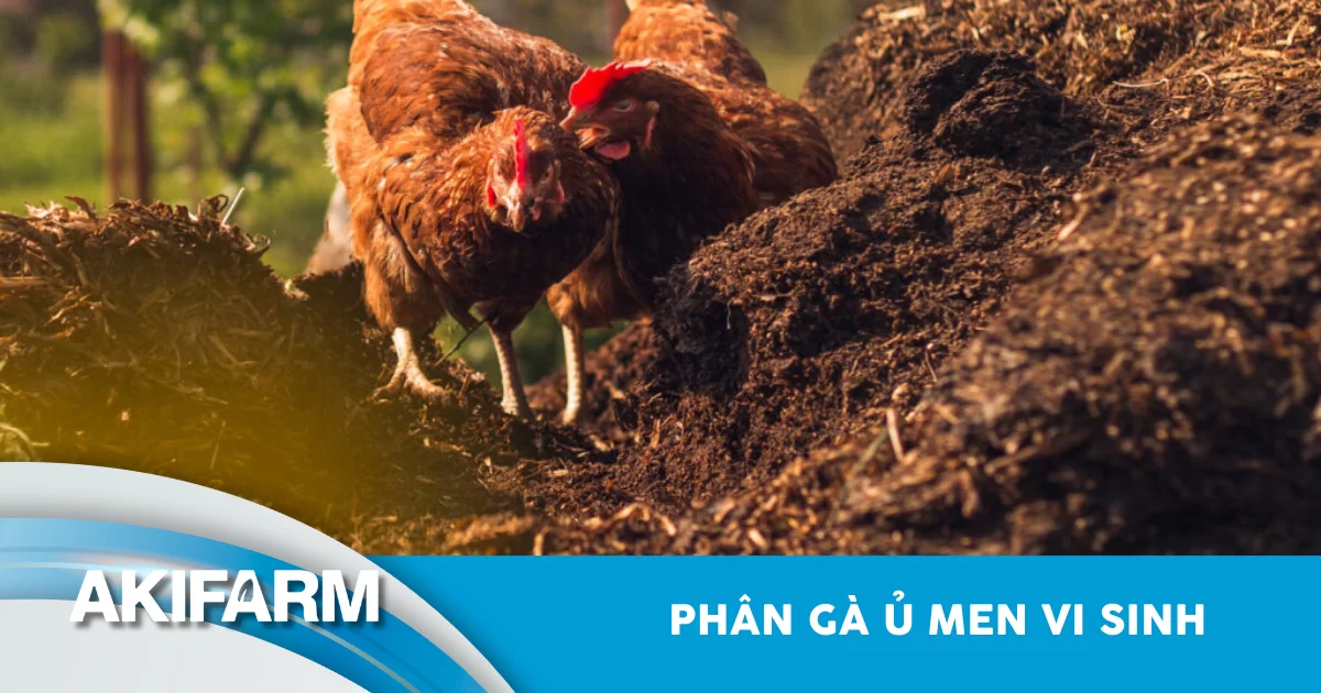 Phân gà ủ men vi sinh