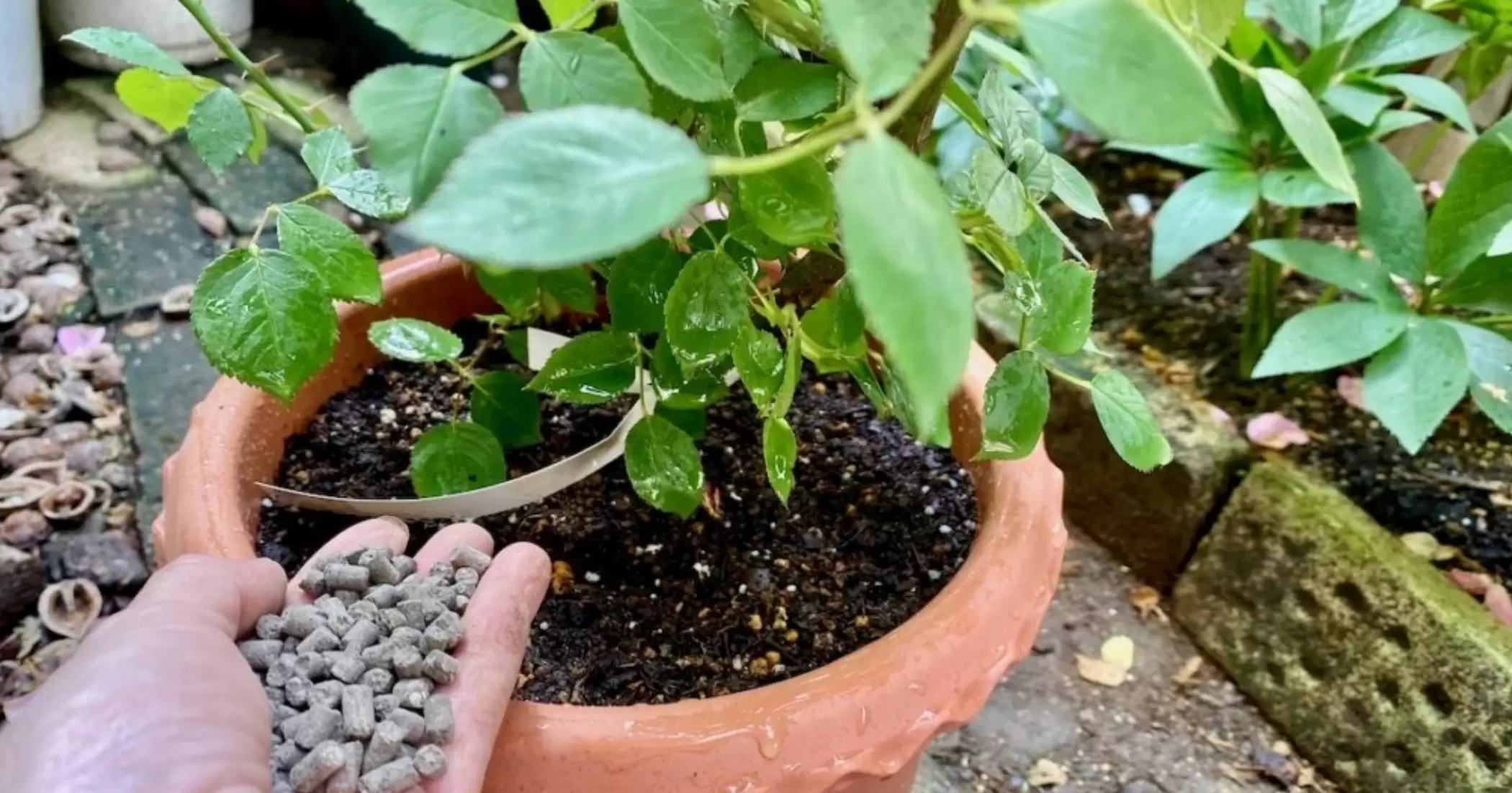 Lợi ích của phân gà đối với đất và cây trồng