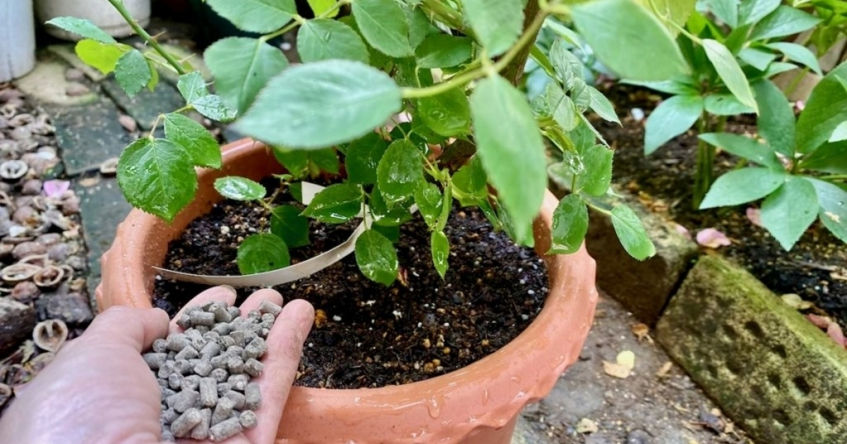 Cách bón phân gà đúng cho từng nhóm cây trồng