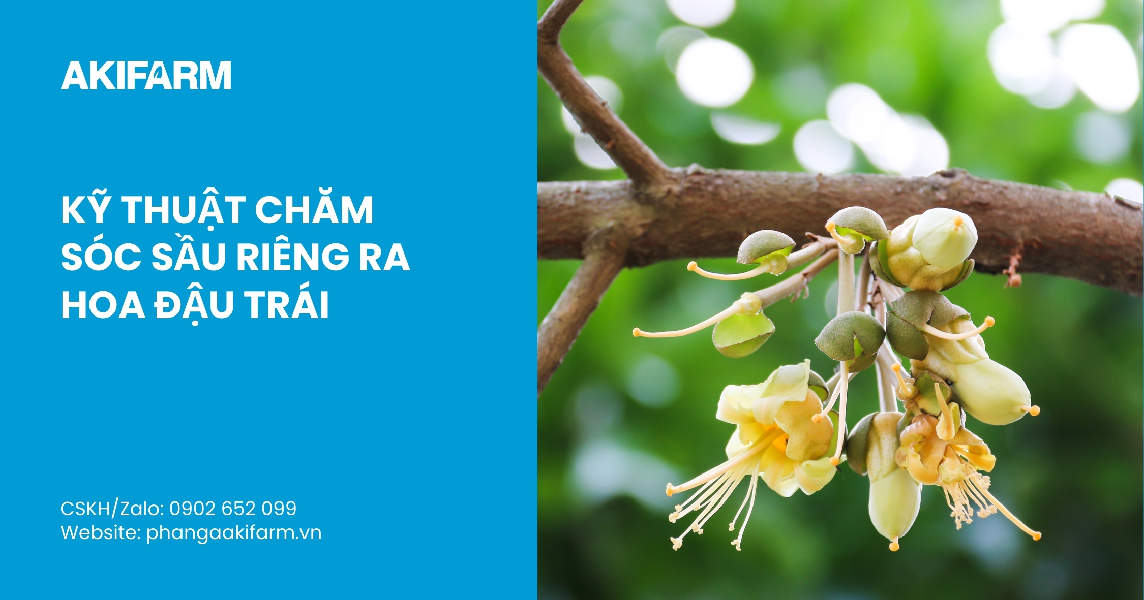 Kỹ thuật chăm sóc sầu riêng ra hoa đậu trái