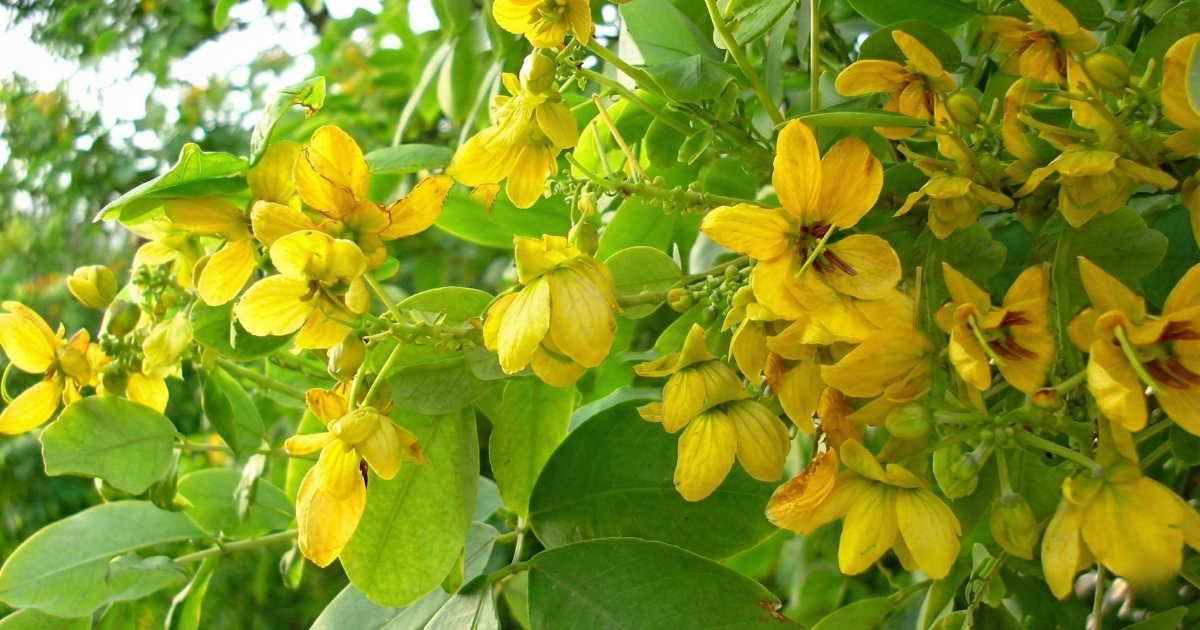 Muồng hoa vàng giúp giảm lực gió tác động lên cây sầu riêng