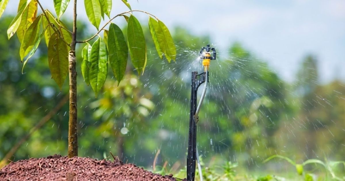Bà con cần theo dõi lượng nước trong giai đoạn 7-14 ngày đầu