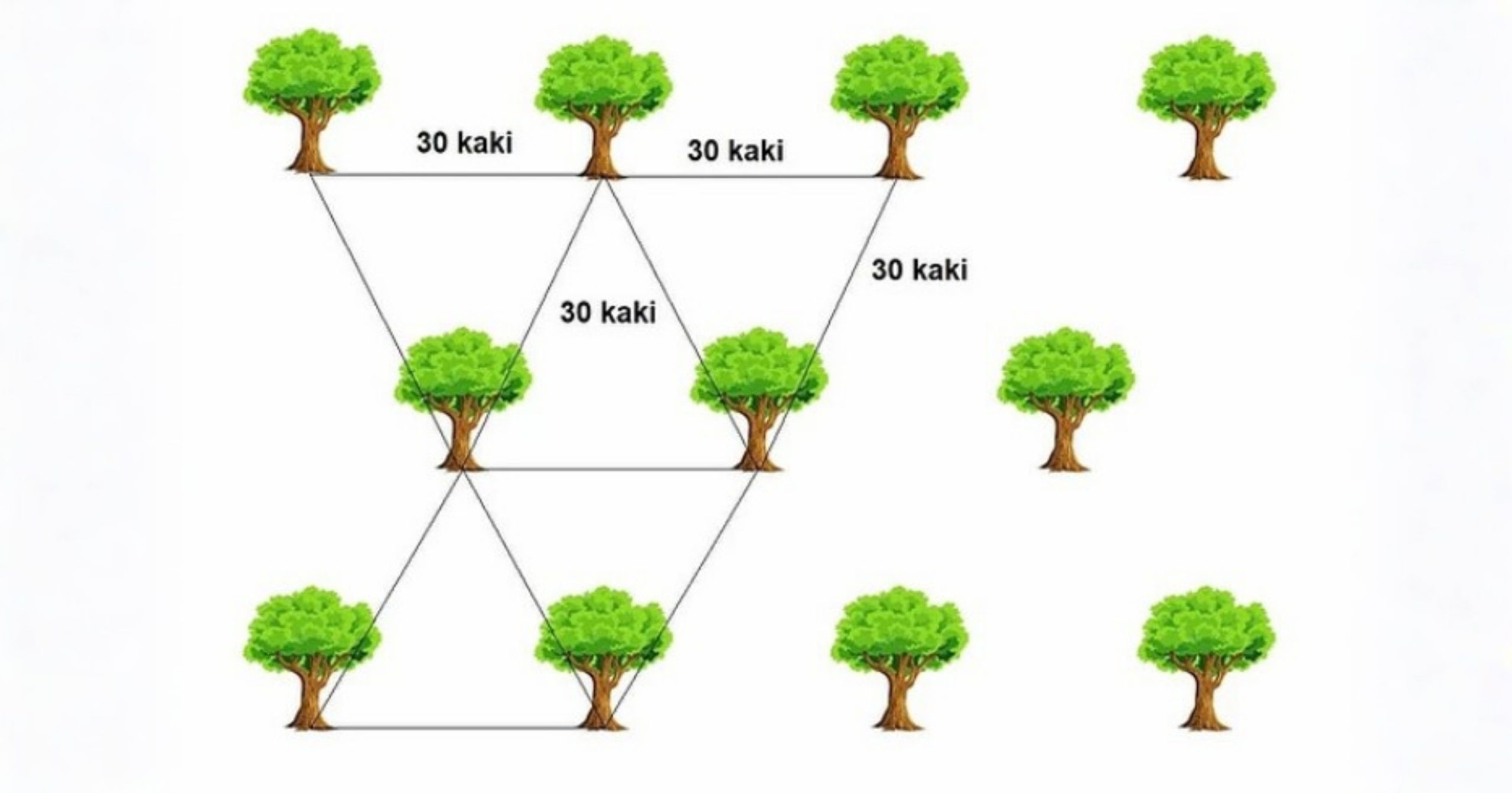 Trồng sầu riêng theo hình tam giác