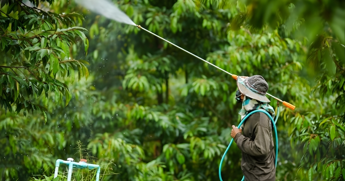 Phun phân bón lá định kỳ theo liều lượng khuyến cáo