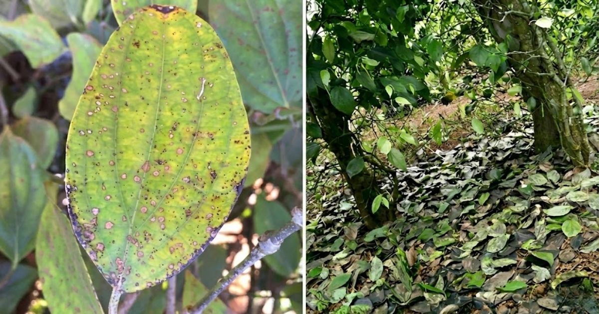 Bệnh đốm lá trên cây tiêu xuất hiện do vi khuẩn gây ra 