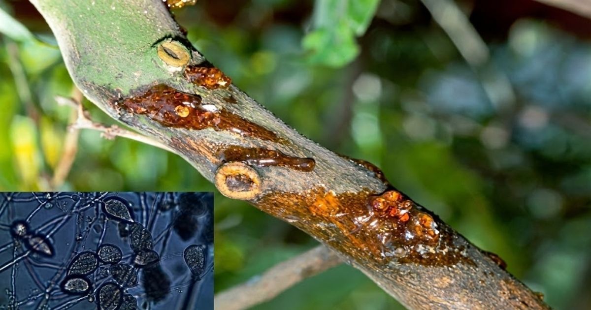 Nguyên nhân khiến cây tiêu bị rụng đốt từ nhiều yếu tố khác