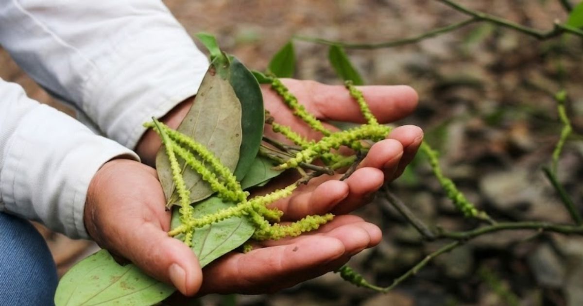 Cây hồ tiêu bị bệnh rụng đốt sẽ khiến năng suất bị suy giảm 