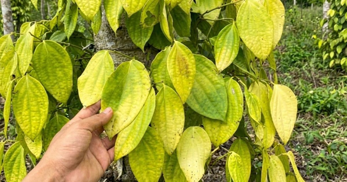 Tình trạng hồ tiêu bị vàng lá do thừa hoặc thiếu dinh dưỡng