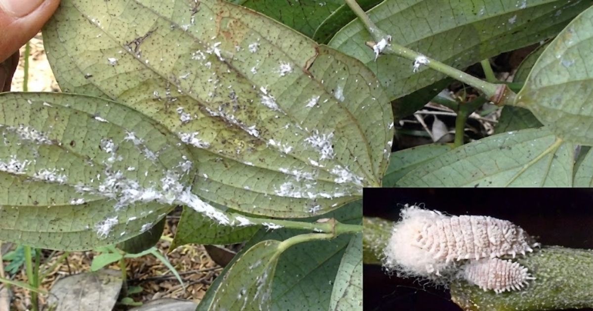 Bệnh rệp sáp khi chăm sóc hồ tiêu mới trồng
