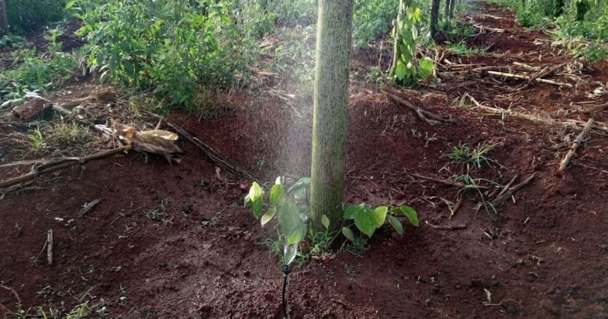 Tưới cây tiêu đúng thời điểm giúp rễ khỏe, thoát nước tốt 