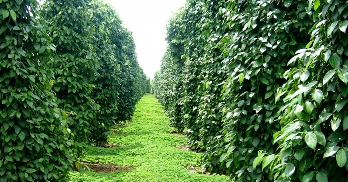 Mật độ trồng hợp lý giúp giảm độ ẩm vườn và hạn chế nấm bệnh