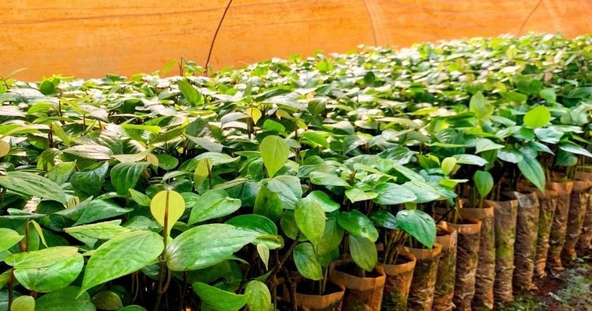 Giống tiêu Vĩnh linh sinh trưởng khỏe tốt