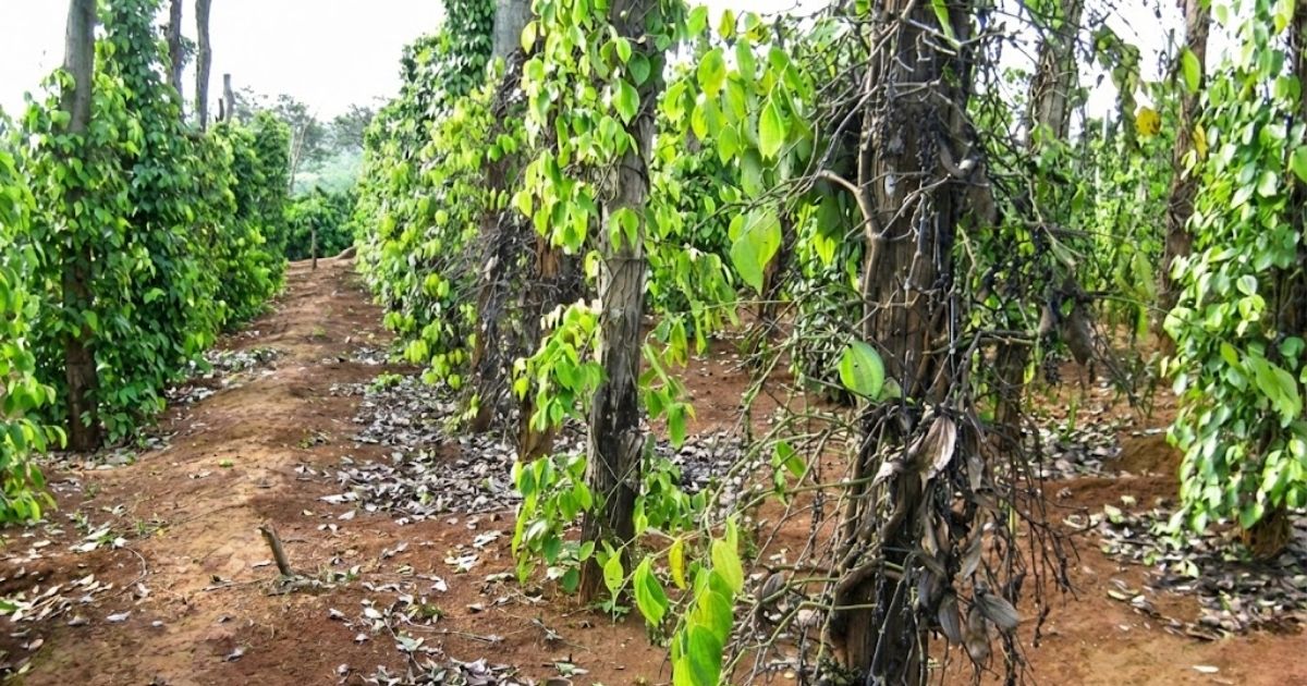 Bệnh chết chậm trên cây hồ tiêu
