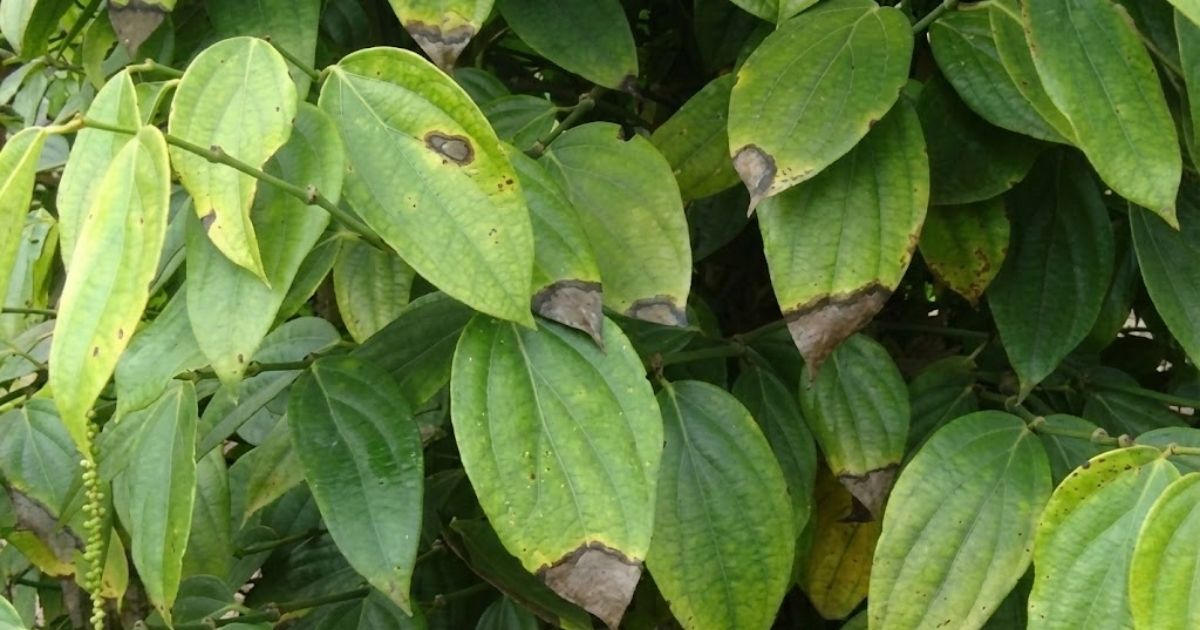 Bệnh thán thư trên cây tiêu