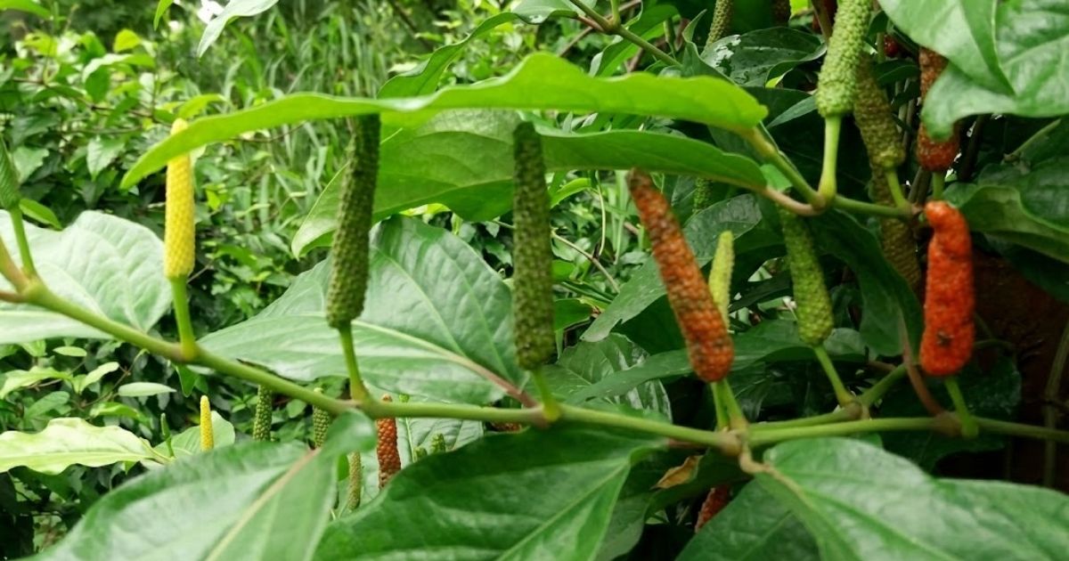 Đặc điểm cây tiêu lốt