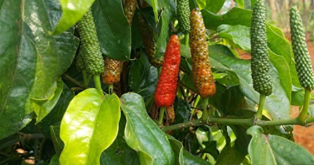 Lá tiêu lốt được dùng phổ biến trong nhiều món ăn và gia vị