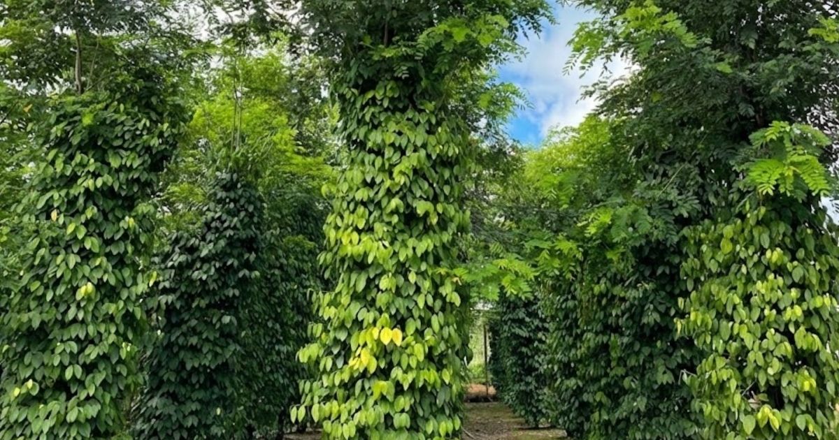 Trụ bền giúp vườn tiêu giảm nguy cơ gãy đổ