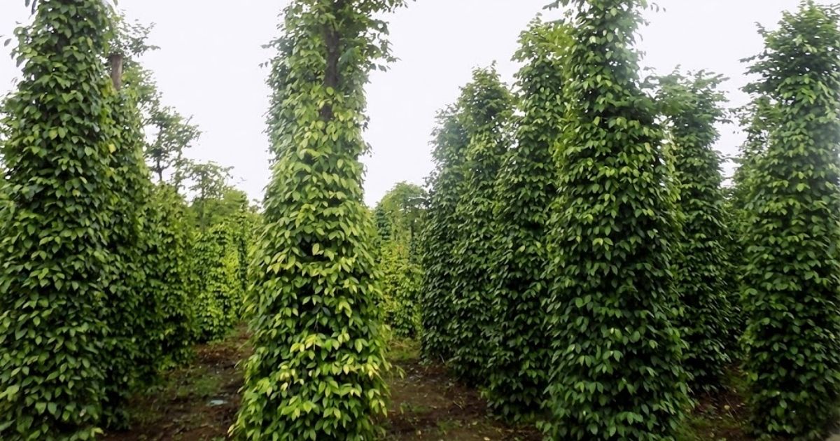 Cây lồng mức có thân gỗ mềm và dễ trồng