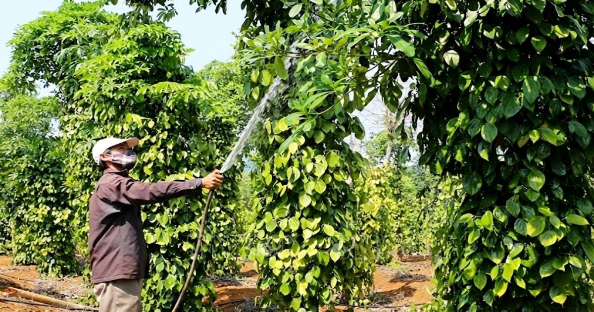 Tưới nước vườn tiêu sau thu hoạch
