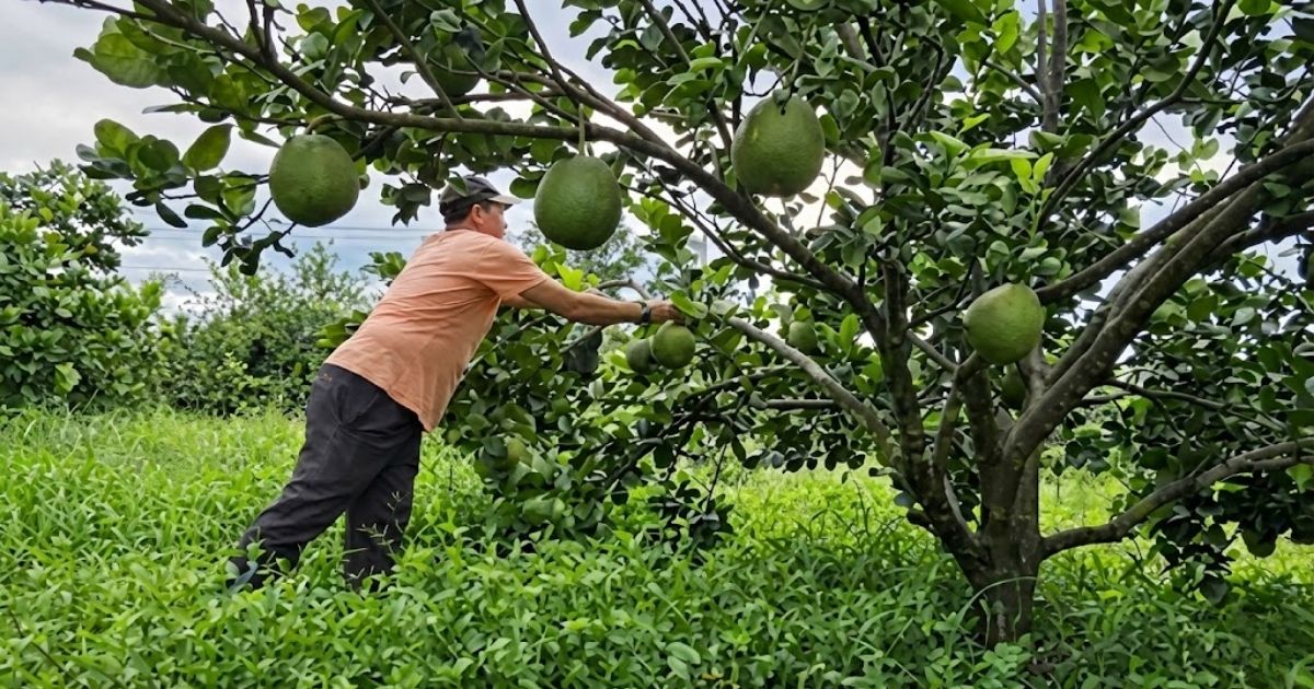 Bà con nên thăm vườn thường xuyên, kiểm tra cây và đất
