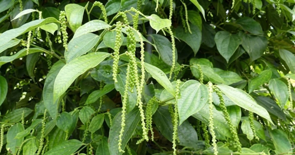 Hồ tiêu cần được kích thích ra hoa đúng từng giai đoạn