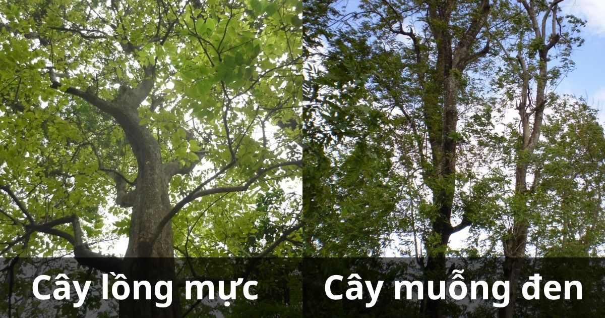 Cây gòn có thân thẳng và dễ chăm sóc so với cây muồng đen