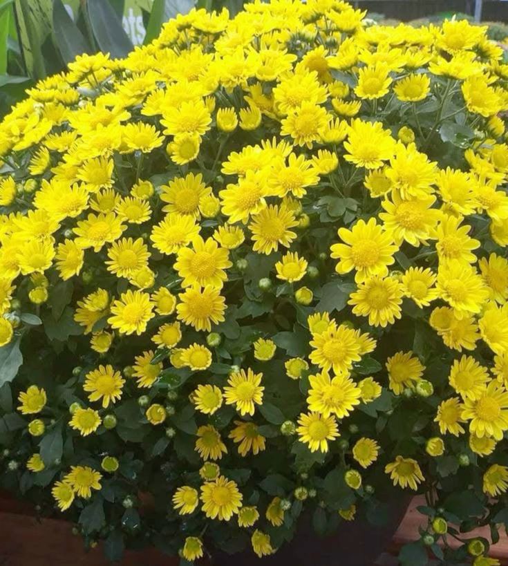 Đặc điểm nhận dạng hoa cúc