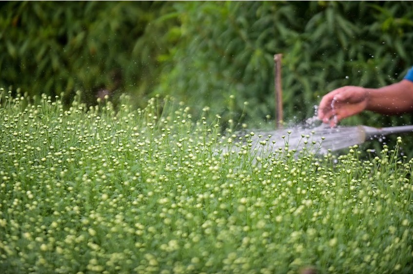 Tưới nước cho vườn cúc họa mi