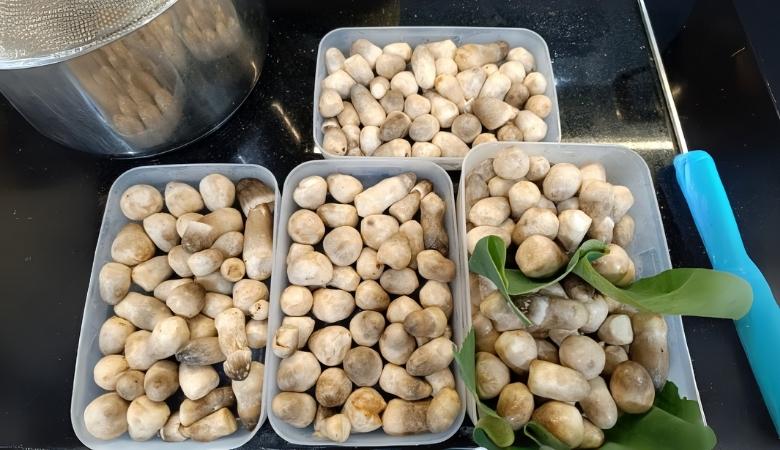 Bảo quản nấm rơm trắng