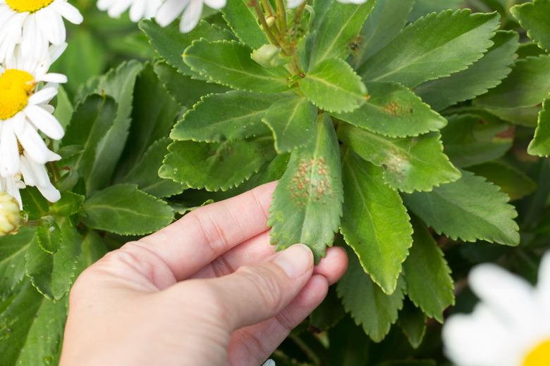 Bệnh trên cây cúc Daisy