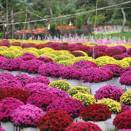 Cách điều khiển cúc mâm xôi nở đúng dịp Tết