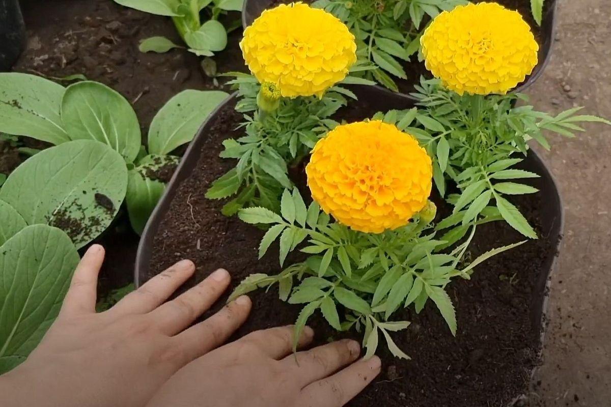 Cách trồng và chăm sóc cúc vạn thọ