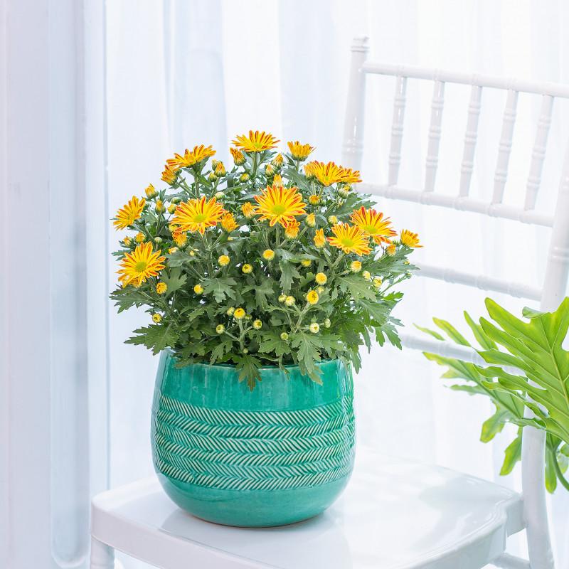 Điều kiện ánh sáng để trồng cúc hoàng gia