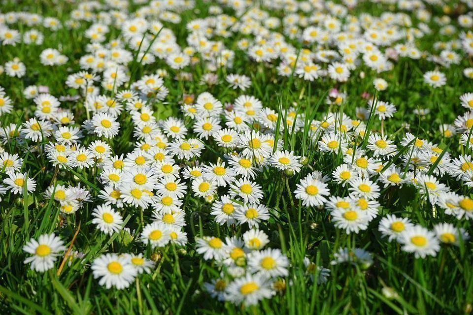 Vườn cúc Daisy ra hoa đồng đều