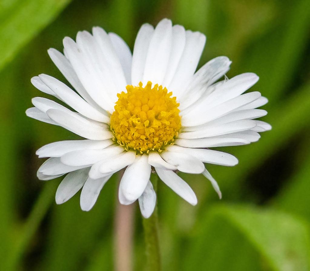 Đặc điểm của cúc Daisy