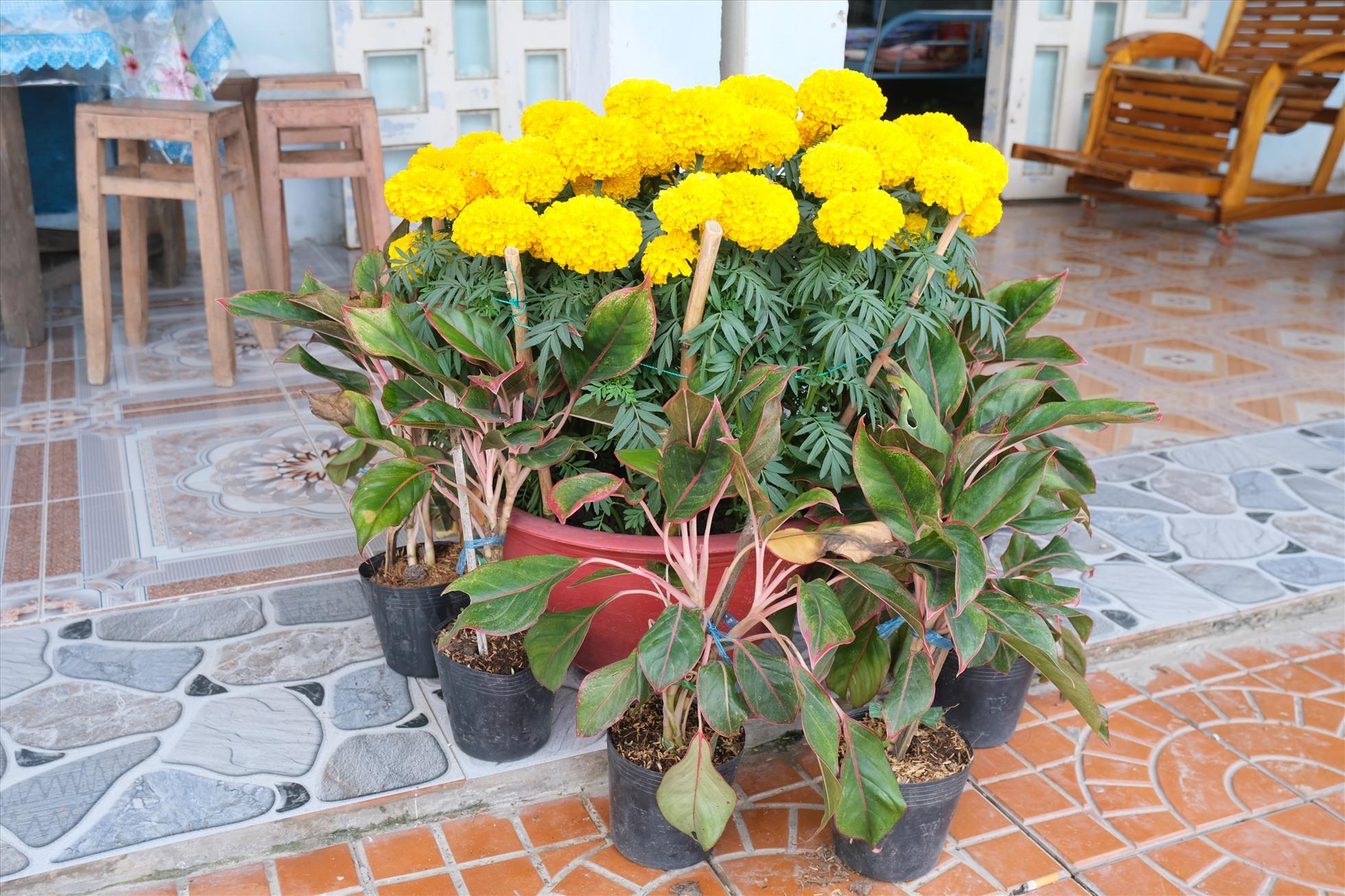 Cúc vạn thọ ý nghĩa trong phong thủy