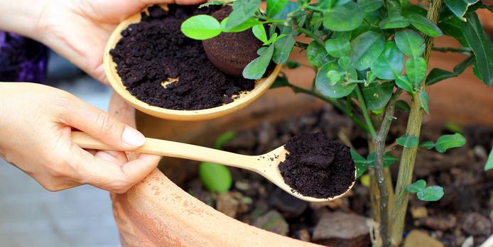 Bón phân ra mùa mưa cho chậu và cây ngoài vườn khác nhau thế nào?