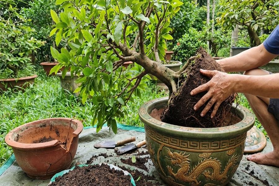 Bón lót khi trồng hoặc thay chậu