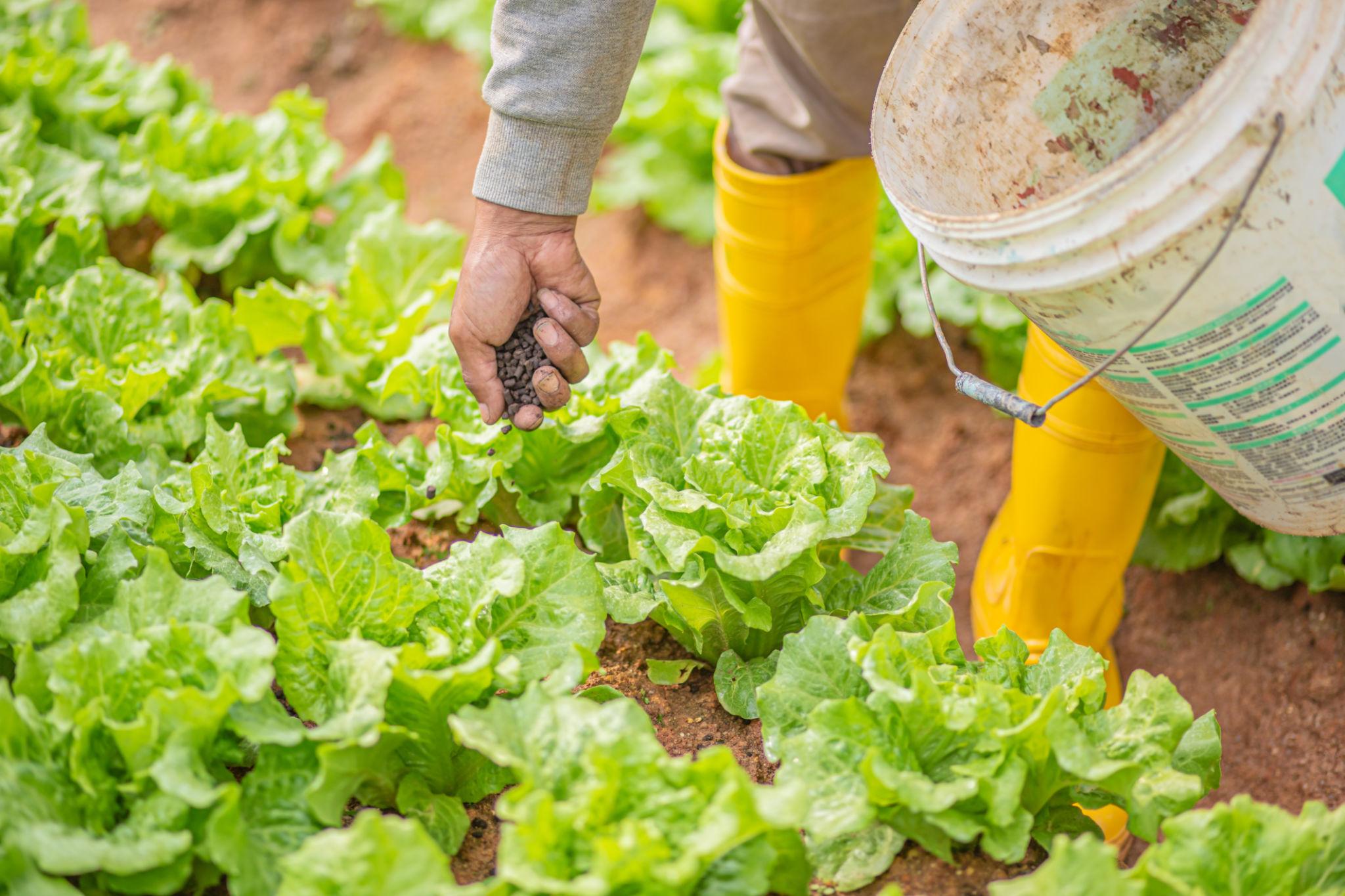 Bao lâu bón phân gà một lần cho rau