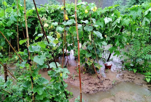 Mùa mưa làm thay đổi hiệu quả bón ra sao?